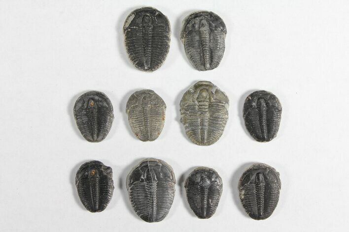 Lot: / Elrathia Trilobites - Pieces #92032